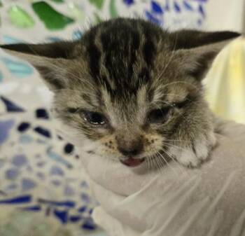 Domestic Short Hair Cats Available for Adoption in Pensacola, Florida - JOY | PetCurious