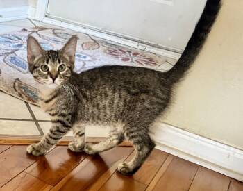 Tzatziki -  Domestic Short Hair Cat for Adoption in Wheaton, Illinois - Tzatziki | PetCurious