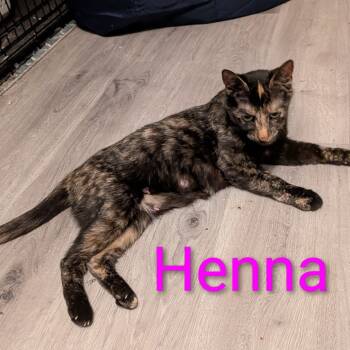 Rescue Domestic Short Hair Cats for Adoption - Henna 2025 | PetCurious