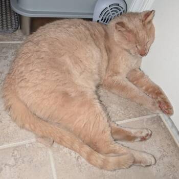 Domestic Short Hair Cats Available for Adoption in Winchester, Virginia - Professor Peaches | PetCurious