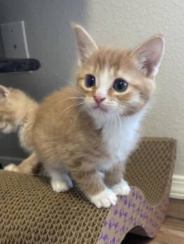 Domestic Short Hair Cats Available for Adoption - 26-03 Cooper | PetCurious