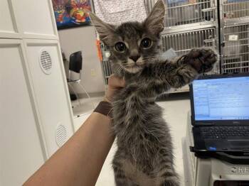 LOACH -  Domestic Short Hair Cat for Adoption in Kent, Washington - LOACH | PetCurious