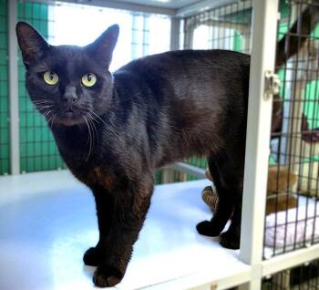 Clem -  Domestic Short Hair Cat for Adoption in Seal Beach, California - Clem | PetCurious