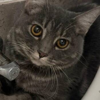 Aviva -  Domestic Short Hair Cat for Adoption in Las Vegas, Nevada - Aviva | PetCurious