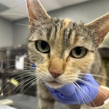 Mother Goose -  Domestic Short Hair Cat for Adoption in Salt Lake City, Utah - Mother Goose | PetCurious