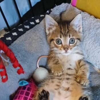 Kayeo -  Domestic Medium Hair Cat Available for Adoption in Valdosta, Georgia - Kayeo | PetCurious