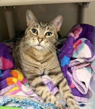 Yoda -  Domestic Short Hair Cat for Adoption in Fort Collins, Colorado - Yoda | PetCurious