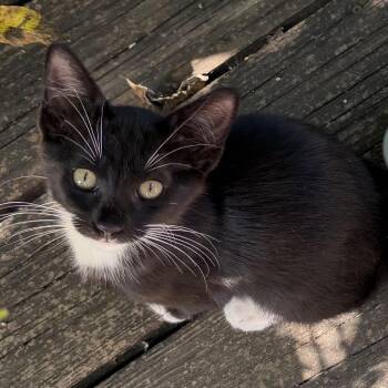 Domino -  Domestic Short Hair Cat for Adoption in Wichita, Kansas - Domino | PetCurious