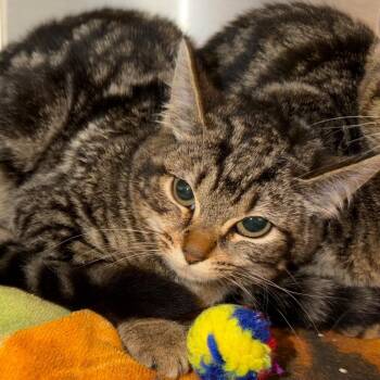 Nadia -  Domestic Short Hair Cat for Adoption in Englewood, Florida - Nadia | PetCurious