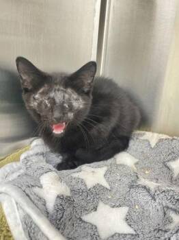 Elton -  Domestic Short Hair Cat for Adoption in Westland, Michigan - Elton | PetCurious