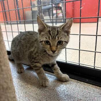 Hank -  Domestic Short Hair Cat for Adoption in Sarasota, Florida - Hank | PetCurious