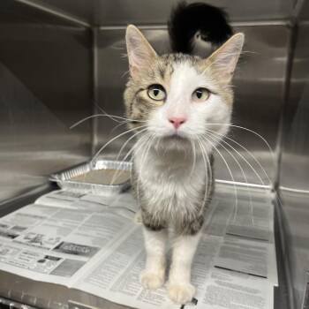 Tengen -  Domestic Long Hair Cat for Adoption in Pauls Valley, Oklahoma - Tengen | PetCurious