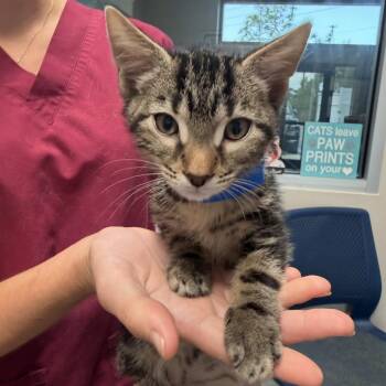 Lennox -  Domestic Short Hair Cat for Adoption in Englewood, Florida - Lennox | PetCurious
