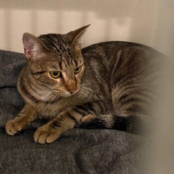 Regina -  Domestic Short Hair Cat for Adoption in Port Charlotte, Florida - Regina | PetCurious