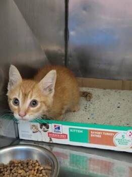 Mud Pie -  Domestic Short Hair Cat for Adoption in Fishers, Indiana - Mud Pie | PetCurious