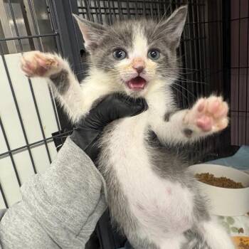 Oleander -  Domestic Short Hair Cat for Adoption in Binghamton, New York - Oleander | PetCurious