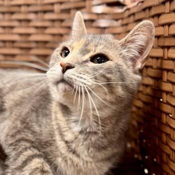 Rescue Domestic Short Hair Cats for Adoption in Midland, Michigan - Sammie | PetCurious