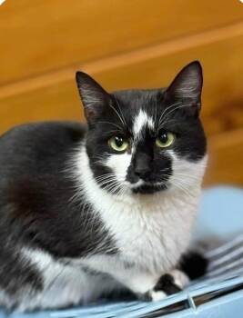Domestic Short Hair Cats Available for Adoption in Gorham, Maine - Chicken | PetCurious