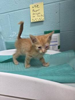 Kew -  Domestic Short Hair Cat for Adoption in Trenton, New Jersey - Kew | PetCurious