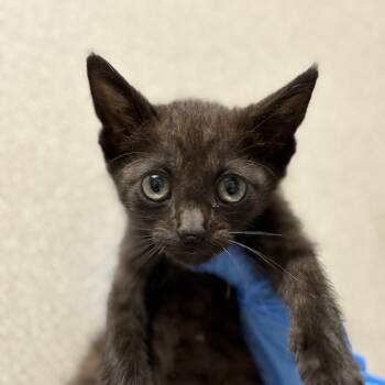 Milo -  Domestic Short Hair Cat for Adoption in San Antonio, Texas - Milo | PetCurious