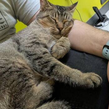 Abyssinian and Domestic Short Hair Cats Available for Adoption in League City, Texas - Tabitha | PetCurious