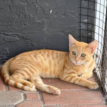 Nacho -  Domestic Short Hair Cat for Adoption in NEW PT RICHEY, Florida - Nacho | PetCurious