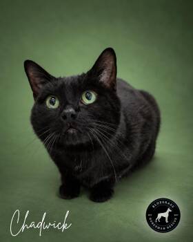 Chadwick -  Domestic Short Hair Cat for Adoption in Louisville, Kentucky - Chadwick | PetCurious
