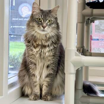 Maine Coon Cats Available for Adoption - Thumper | PetCurious