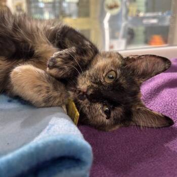 DAFFODIL -  Domestic Short Hair Cat for Adoption in St. Louis, Missouri - DAFFODIL | PetCurious
