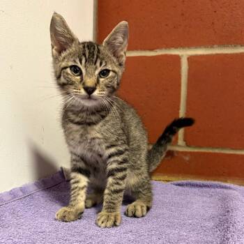 Sardine -  Domestic Short Hair Cat for Adoption in Cabot, Arkansas - Sardine | PetCurious