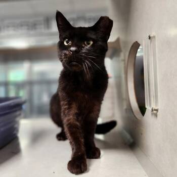 Coffee Bean-Foster -  Domestic Medium Hair Cat for Adoption in Walker, Michigan - Coffee Bean-Foster | PetCurious