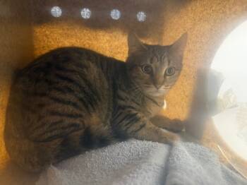 Rescue Domestic Short Hair Cats for Adoption in Kent, Washington - SELKIE | PetCurious