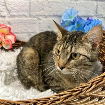 Domestic Short Hair Cats Available for Adoption in Harrisonburg, Virginia - Camille | PetCurious