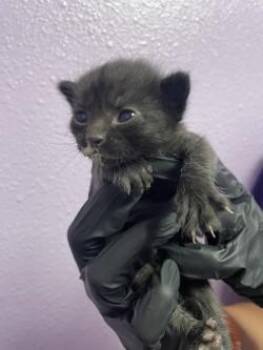 Domestic Medium Hair Cats Available for Adoption in El Paso, Texas - 60828127 | PetCurious