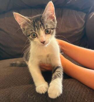 Gumbo Go. -  Domestic Short Hair Cat for Adoption in West Peoria, Illinois - Gumbo Go. | PetCurious