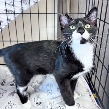 Rescue Domestic Short Hair Cats for Adoption in Bismarck, North Dakota - Blackberry (Tuxedo) | PetCurious