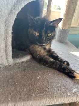 Bean -  Domestic Short Hair Cat for Adoption in Skippack, Pennsylvania - Bean | PetCurious