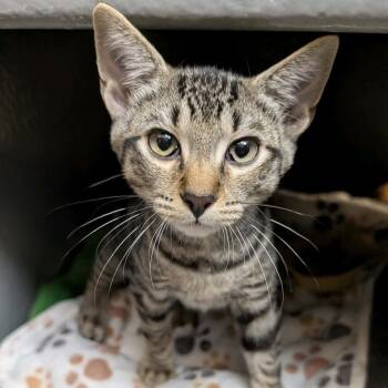 Peewee (bonded to Manchas) -  Domestic Short Hair Cat for Adoption in Austin, Texas - Peewee (bonded To Manchas) | PetCurious