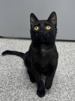 Rescue Domestic Short Hair Cats for Adoption in Orland Hills, Illinois - Auggie | PetCurious
