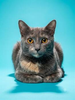 WOLFY -  Domestic Medium Hair Cat for Adoption in Jacksonville, Florida - WOLFY | PetCurious