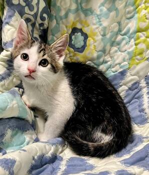 Chaos -  Domestic Short Hair Cat for Adoption in Edinburg, Virginia - Chaos | PetCurious