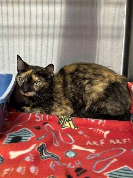 Bugs -  Domestic Short Hair Cat for Adoption in Gautier, Mississippi - Bugs | PetCurious