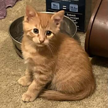 Rescue Domestic Short Hair Cats for Adoption in Eagle Mountain, Utah - Cheeto Engstrom | PetCurious