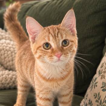 Henrietta -  Domestic Short Hair Cat for Adoption - Henrietta | PetCurious