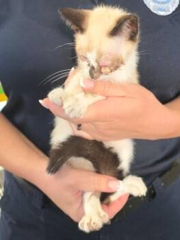 MARVIN -  Siamese Cat for Adoption in Tracy, California - MARVIN | PetCurious