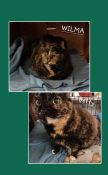 Rescue Tortoiseshell Cats for Adoption in Richmond, Indiana - Wilma&Betty | PetCurious