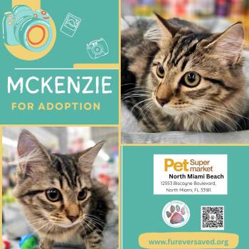 McKenzie -  Domestic Medium Hair Cat for Adoption in Miami, Florida - McKenzie | PetCurious