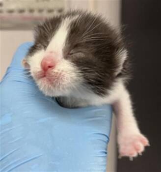 Domestic Short Hair Cats Available for Adoption in San Bernardino, California - WINSLOE | PetCurious