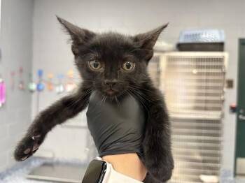 BELLA-TRIX -  Domestic Short Hair Cat for Adoption in Thousand Palms, California - BELLA-TRIX | PetCurious