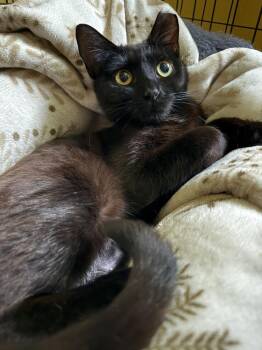 Sweet Pea 